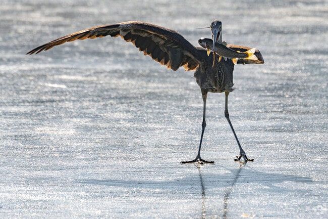Clifton, Colorado, is home to the serene beauty of the Colorado River, where the elegant grey heron and diverse wildlife thrive. This vibrant ecosystem invites nature enthusiasts to witness the grace of these birds and the rich biodiversity that flourishes along the riverbanks.