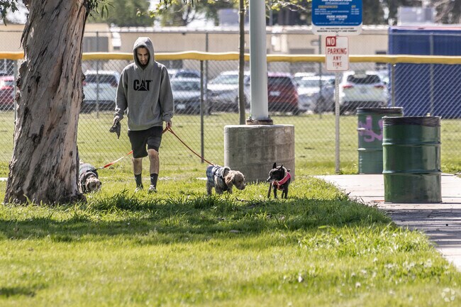Dogs love visiting the many parks around Anaheim Resort.
