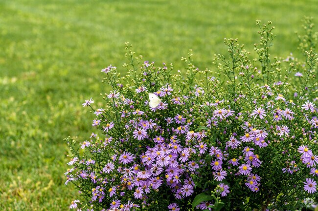 Groff Memorial Park’s butterfly garden is a haven for pollinators of all sorts.