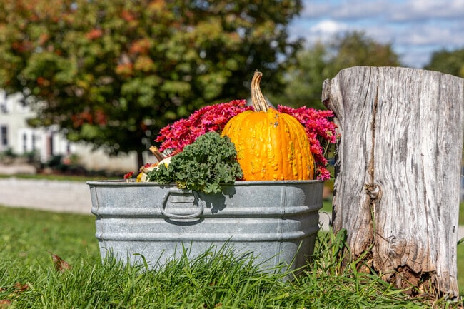 Pumpkins are a common site during the Fall at Drew's Farm in Westford, MA.