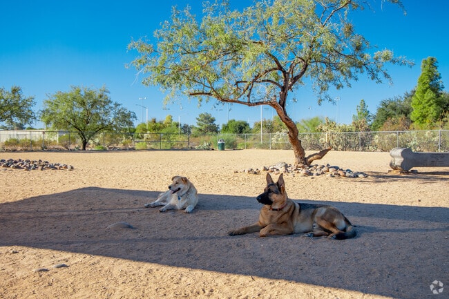 Two dogs take a break from the sun at Morris K. Udall Park.
