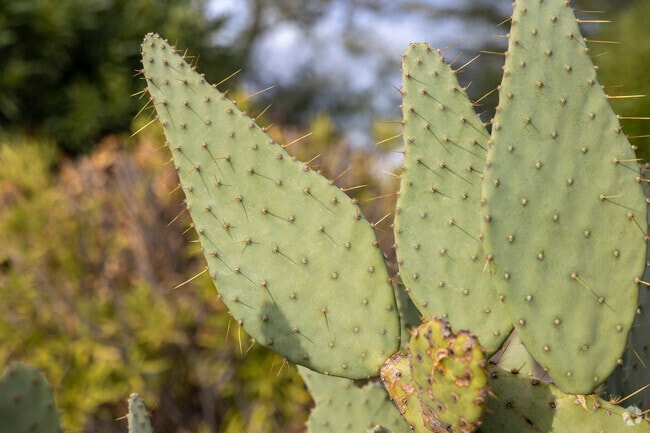 Cactus thrive in Saguaro Canyon’s arid climate.