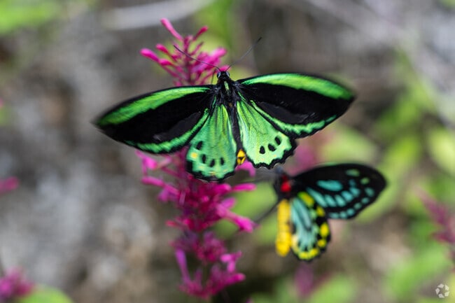 Immerse yourself in the full embrace of nature at World of Butterflies Park.