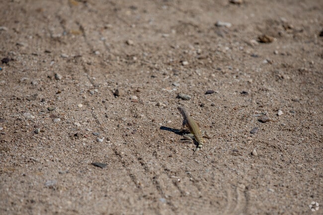 A lizard sunbathing in Rio Vista Park in Rillito Bend.