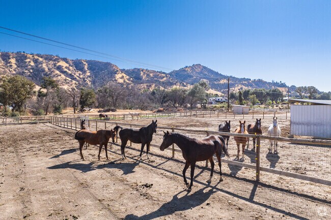 Horses enjoy the morning sun in Allentown.
