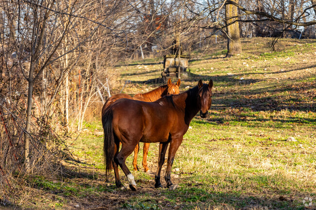 Two horses watch curiously from a corral in Summers.