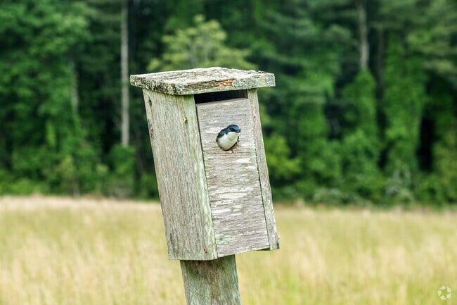 A tree swallow peeks out from one of several nesting boxes scattered throughout Natural Lands Peacedale Preserve.