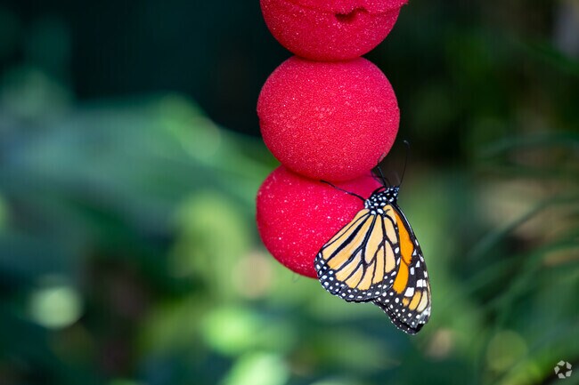 The butterfly exhibit at the Gardens on Spring Creek adds a touch of tranquility and nature, just a short drive from Woodwest homes.