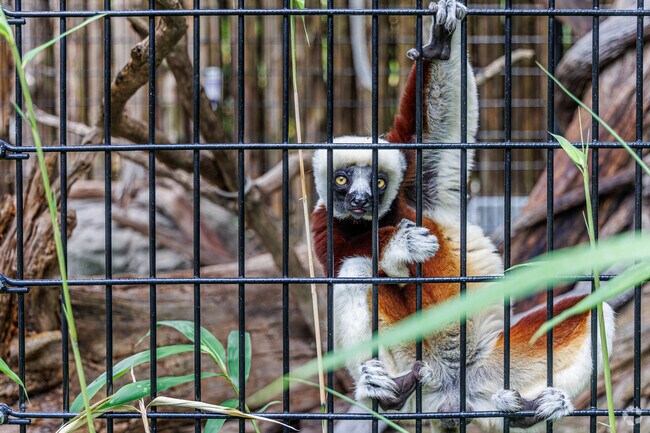 The Maryland Zoo is well-known and loved for their wonderful treatment of the animals.