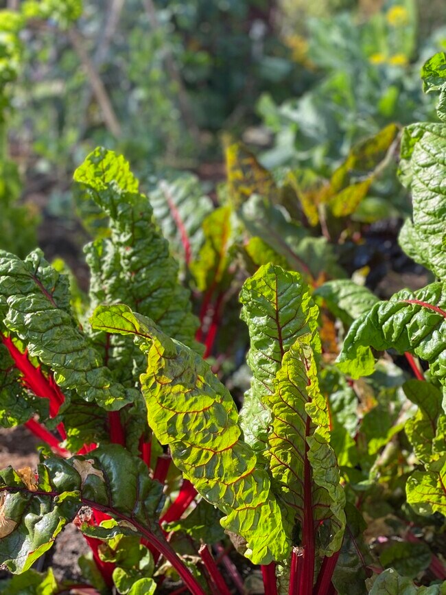 6508 Dana St unit D2, Oakland, CA 94609 - photo 4