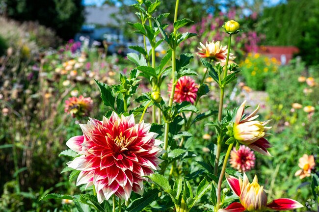 The Allen C. Haskel Public Garden is a must visit in the Riverside Park neighborhood.