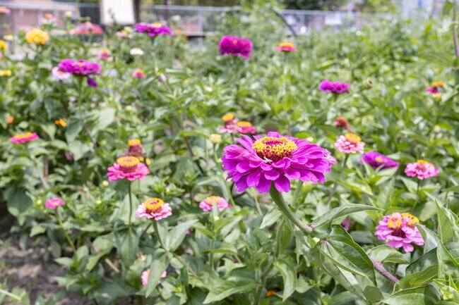 When walking in Adams Township, stop and enjoy the colorful flowers.