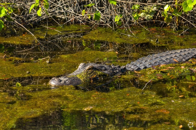 Boggy Creek is home to a variety of wildlife.