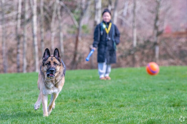 Throw the ball for your dog at Petrovitsky Park in Fairwood for some fresh air and exercise.