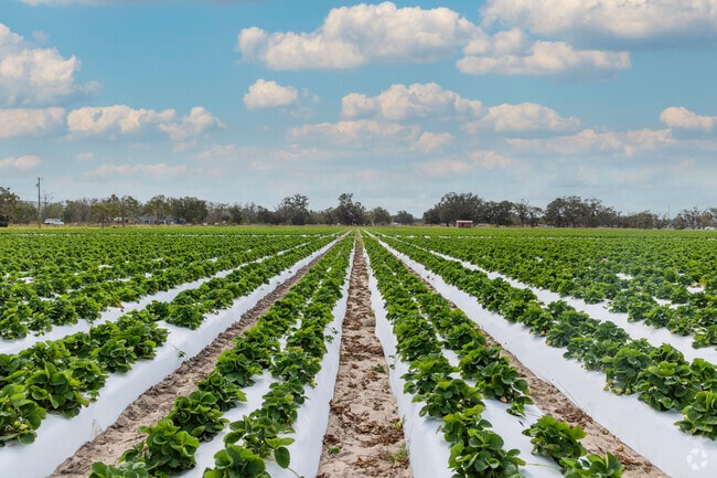 Farming is the center of the local economy in Plant City.