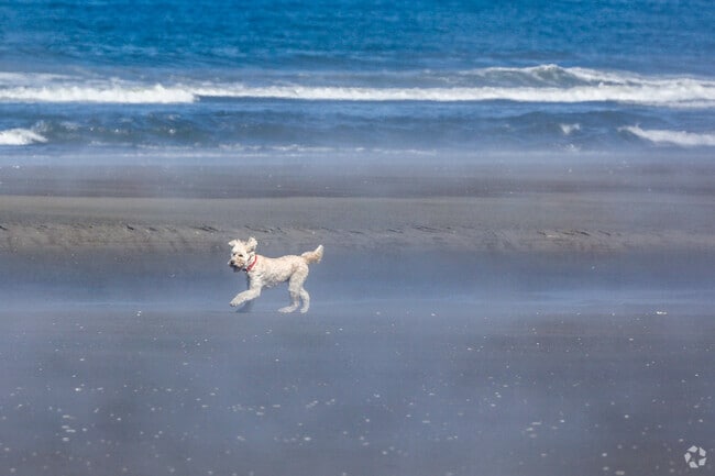 Cool morning ocean breezes bring Bay City locals and their furry friends out for playtime.