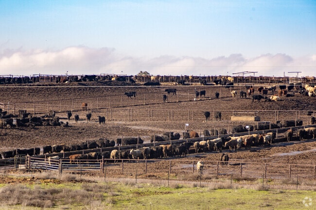 Cattle yards and livestock are a big industry for residents of Parma.