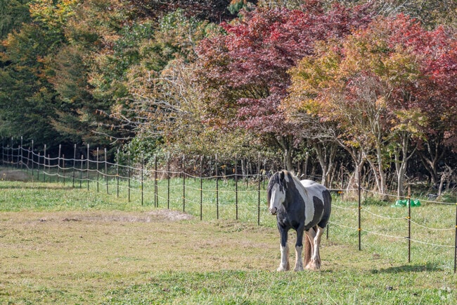 Expect to see much livestock in Quilcene WA.