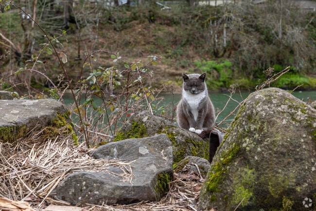 A friendly cat relaxes by the Clackamas River at Riverside Park.