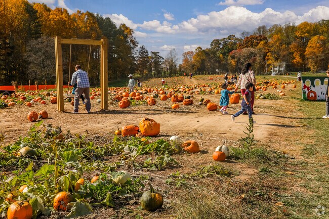 Boyds residents harvesting happiness, one pumpkin at a time.