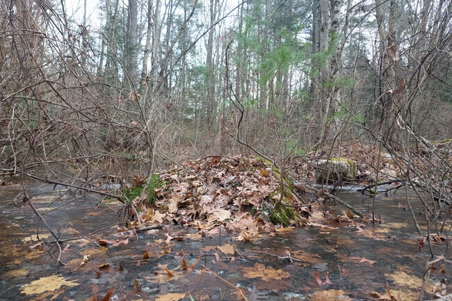 The Saw Mills Conservation Area in Florence is a wilderness area with swamps, hills and trails.