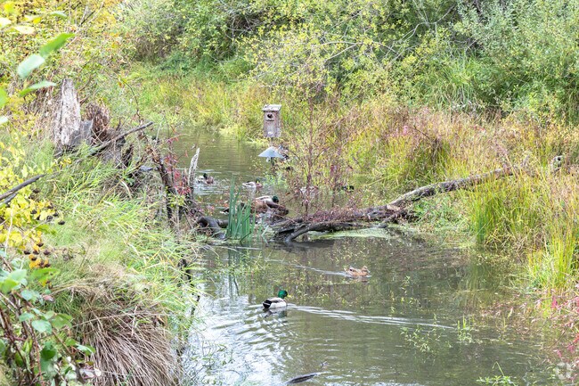 Ducks float and wash in the creek bisecting Stringfield Park in Oak Grove.