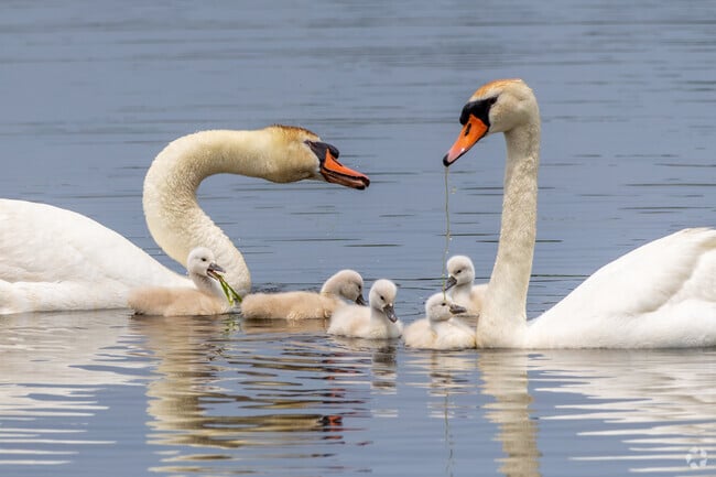 Bird photographers flock to Cape May State Park to observe the wildlife.