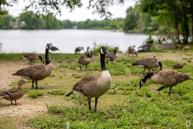 Geese enjoy the lush grounds that surround Lake Holbrook.