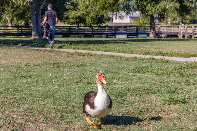 Bull Ranch Park in Taylor, Texas, features ducks eagerly awaiting to be fed.