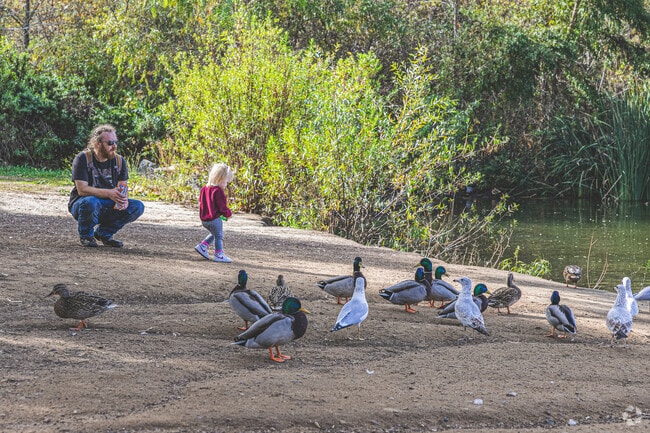 Waterfowl gather frequently on the banks of Escondido Creek in Kit Carson.