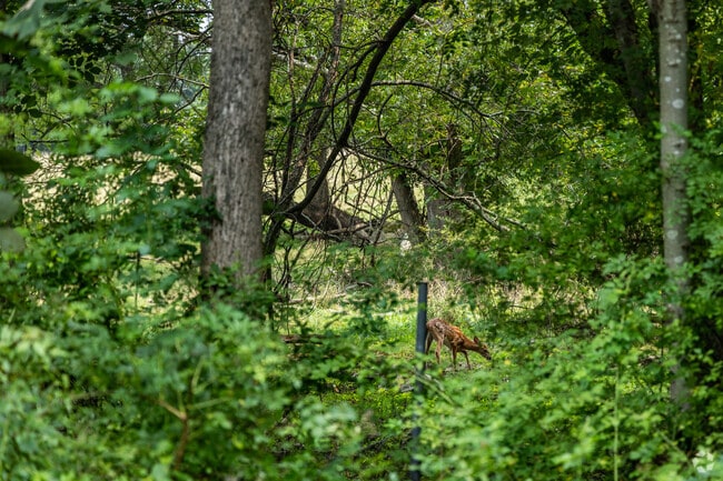 Wildlife viewing opportunities are available all around Bozrah.