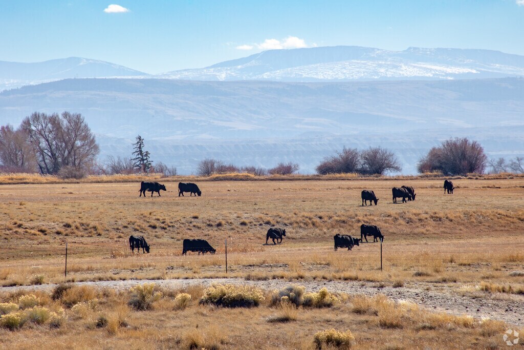 Open fields near Lyman showcase Wyoming’s rural landscape and grazing cattle.