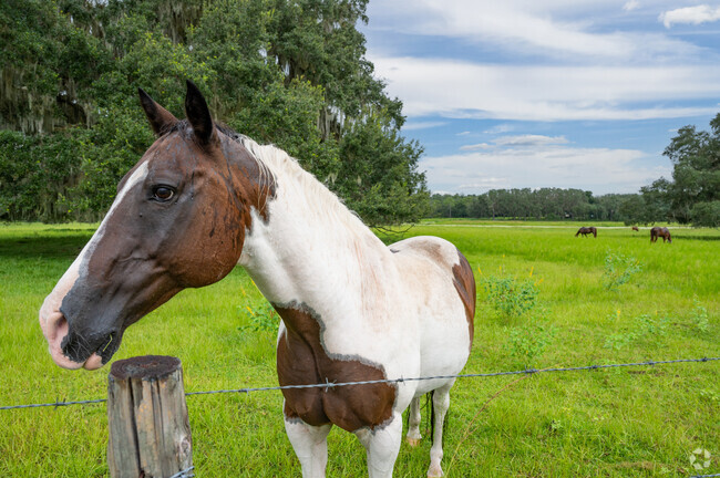 There are likely more horses in Wahoo than there are dogs.