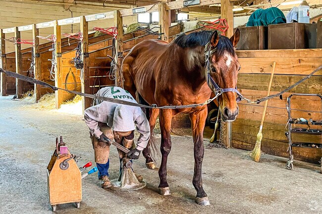 A happy horse receives a groom from their handler at the Watchung Stable in Watchung, NJ.