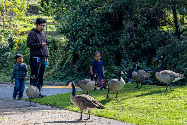 Kids can feed the geese at Steel Lake Park in Lakeland North.