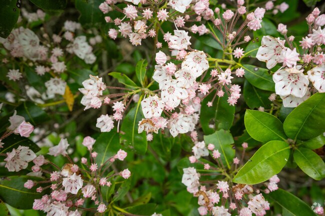 Colorful flowering plants can be found at parks around Avery Creek.