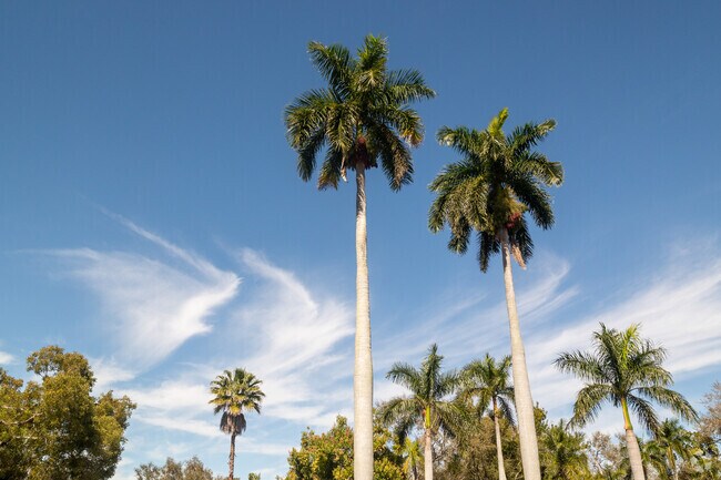 McGregor Boulevard in the McGregor neighborhood is lined with giant royal palm trees.