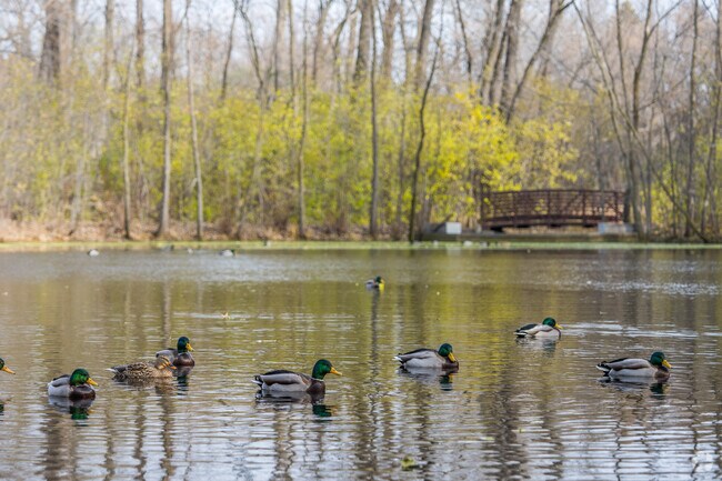 Pamela Park hosts some migratory wildlife.