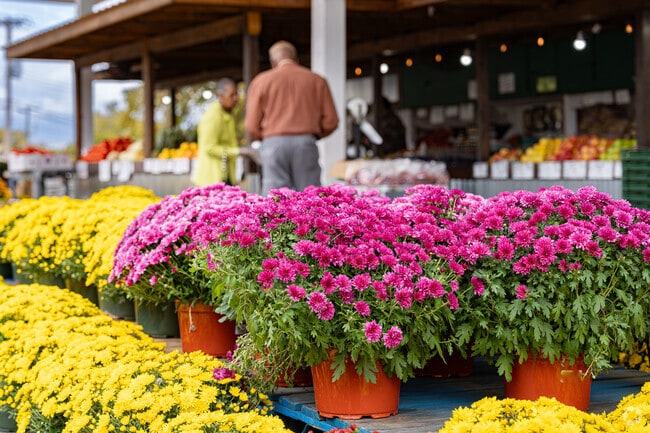 Brightly colored mums in Saint Ann are ready for someone to take home.