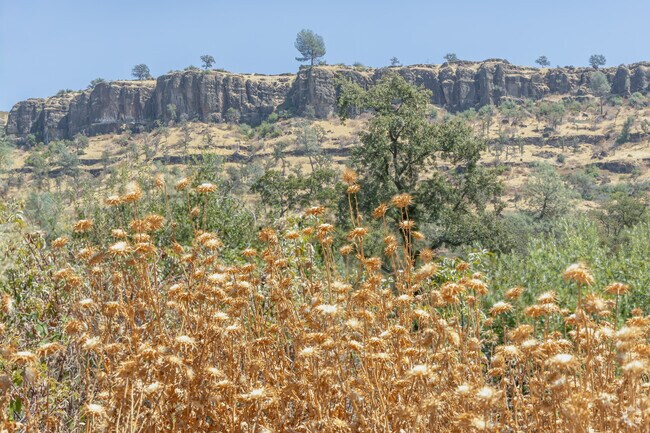 The thick vegetation in Butte Creek Canyon increases the area's risk of wildfire.