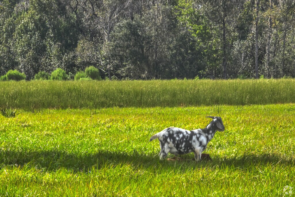 A peaceful farm house and field of animals with room to play in Christmas, Fl.