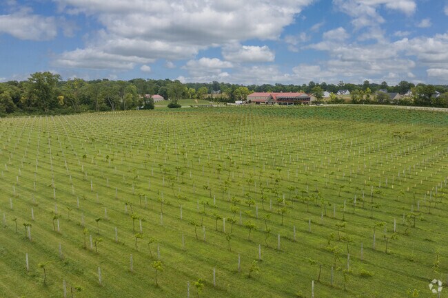 The vast field of grape vines in front of Daniel's Vineyard on Carroll Rd in Geist.