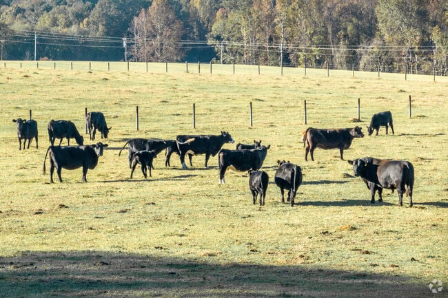 Brooks locals often buy acreage to raise cattle and other livestock.