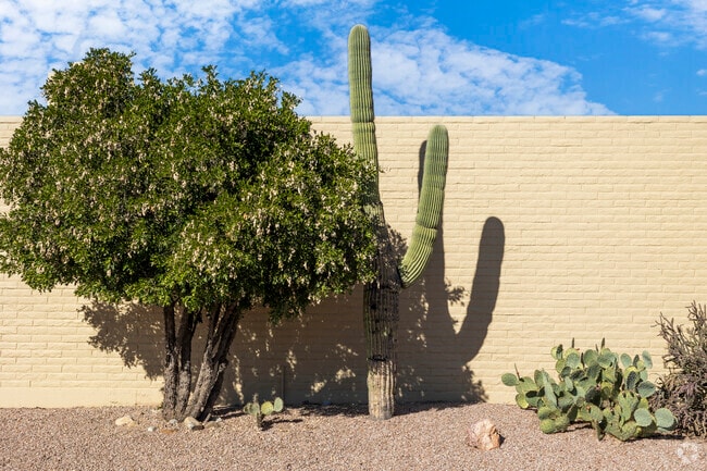 Some smaller trees are adapted well for growing in the arid climate of Broadway Northeast.