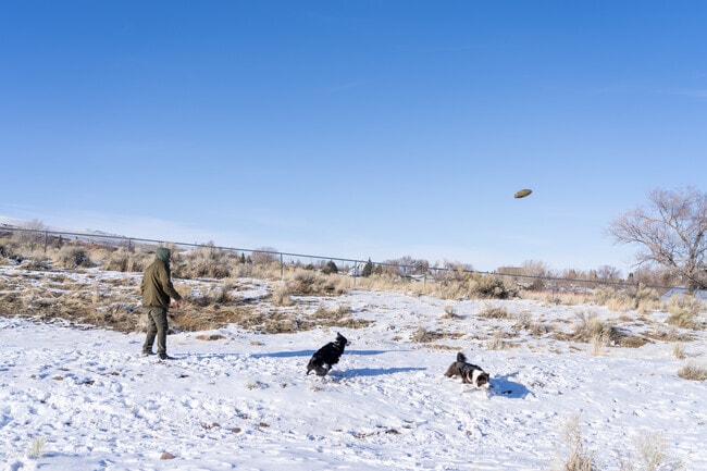 Snowy landscapes in Rawlins set the scene for a joyful frisbee game with dogs.