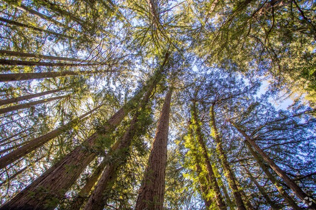 Many people in the Del Rey neighborhood enjoy hiking and tree bathing in Redwood Regional Park's forests.