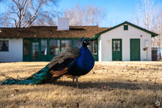Tule Springs features a variety of wildlife, including peacocks and other exotic birds.