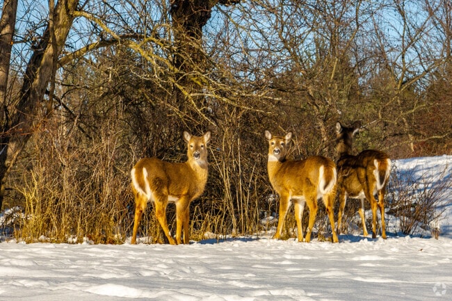 The local wildlife enjoys a sunny day in Sam Masi Park, Medina, Ohio.