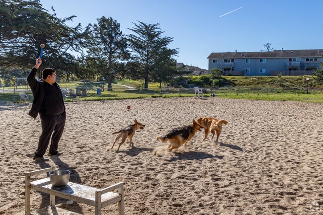 Residents and their dogs love the playground at Dog Run Ord in Marina.