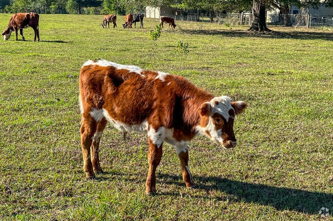 You may see a little calf roaming the farms in Greenwood.